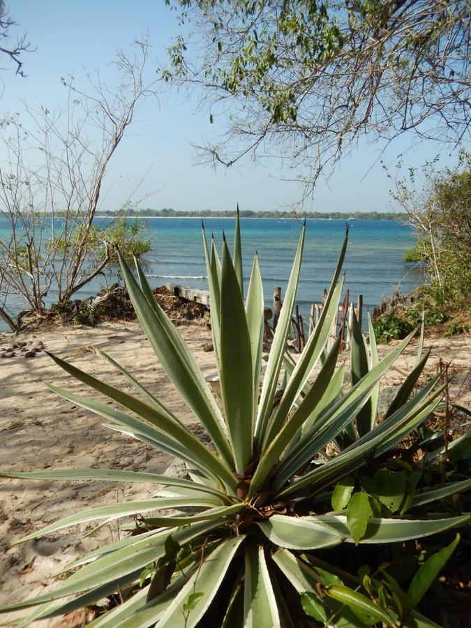 Blue Monkey Beach Cottages Shimoni Eksteriør bilde