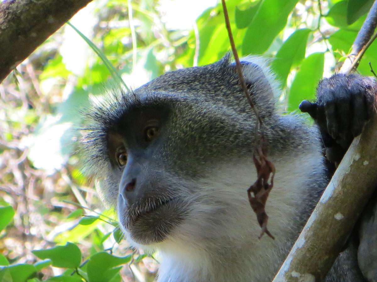 Blue Monkey Beach Cottages Shimoni Eksteriør bilde